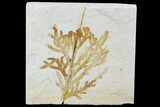 Fossil Plant (Brachyphyllum) - Solnhofen Limestone, Germany #97468-1